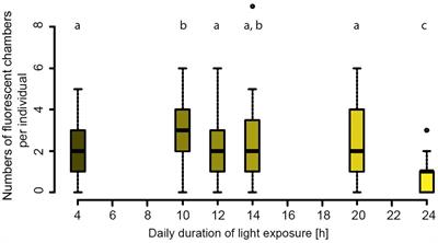 Light Impacts Mg Incorporation in the Benthic Foraminifer Amphistegina lessonii